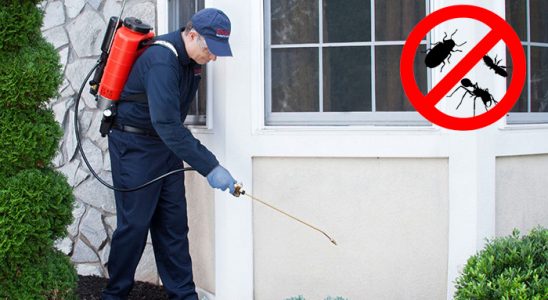 Kestel Kemirgen İlaçlama böcek ilaçlama ve haşere kontrolü — ilaclama-tr.com
